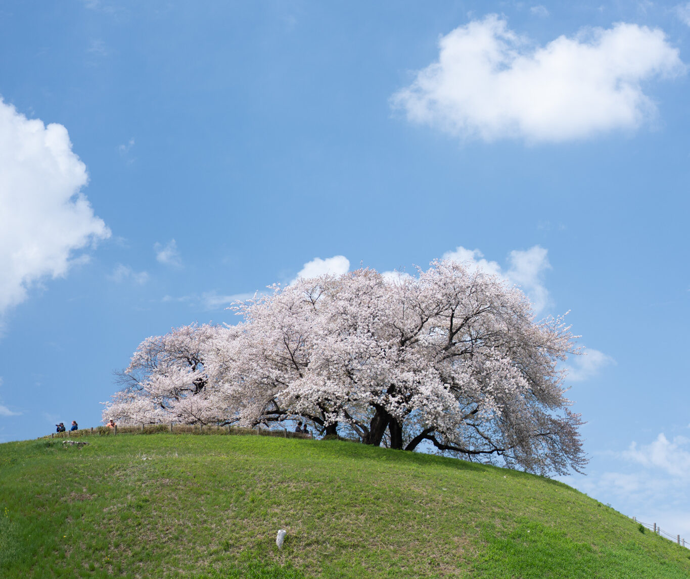 【埼玉】緑のヘルシーロードでお花見サイクリング ～さきたま古墳公園へのんびりライド～