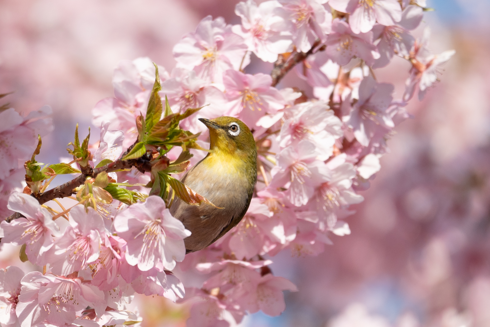 【カメラ】野鳥を求めて撮影さんぽ~初めての望遠レンズ～