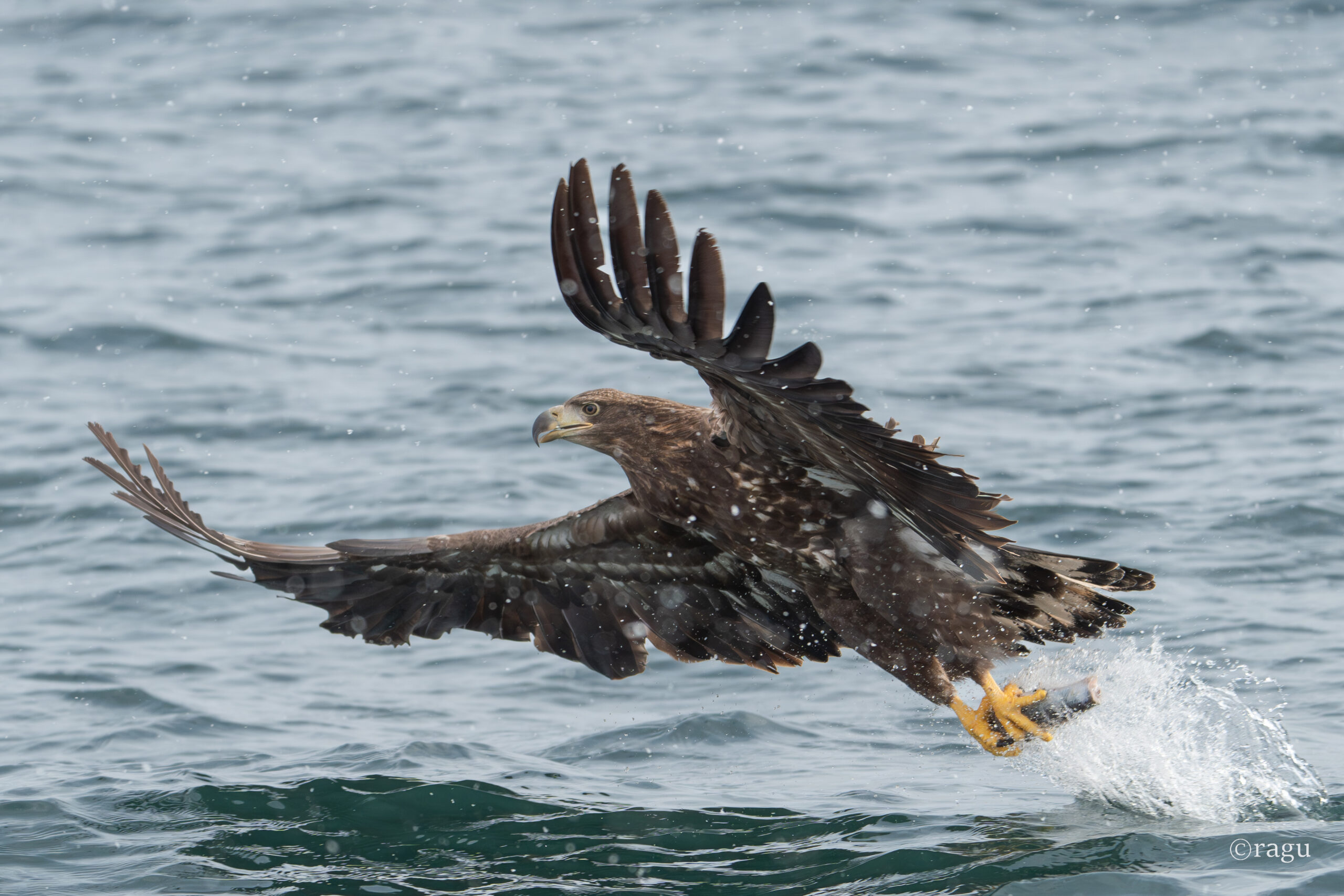【北海道】知床・羅臼のオオワシウォッチングクルーズ～撮影を経験して学んだこと～